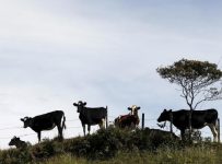 Colombia detecta primer brote de fiebre aftosa desde el 2009