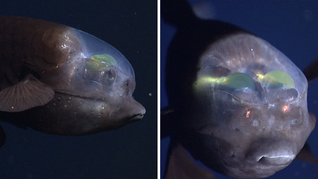 Científicos graban un extraño pez de cabeza transparente y ojos verdes