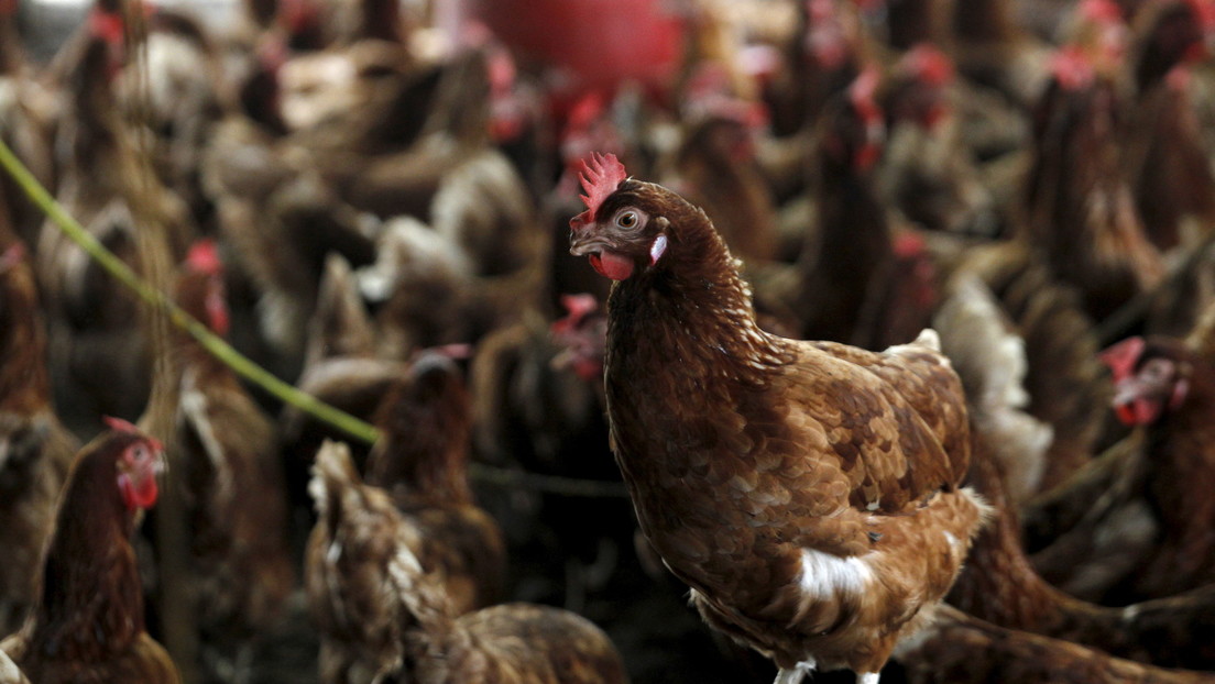 Israel: La propagación de la gripe aviar es "muy preocupante"