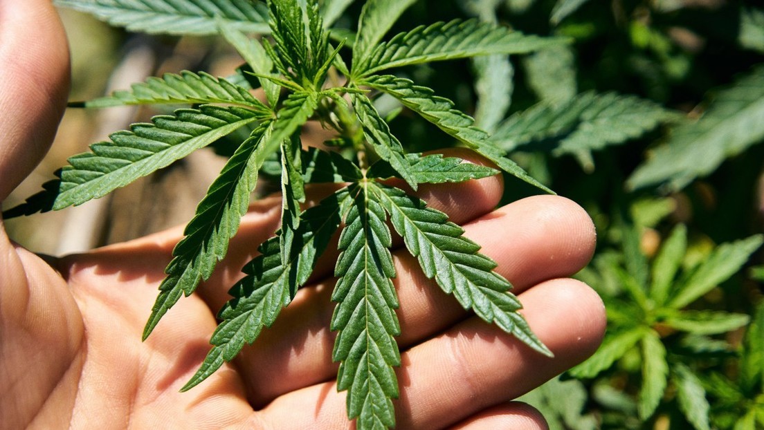Costa Rica podría permitir cultivar plantas de cannabis