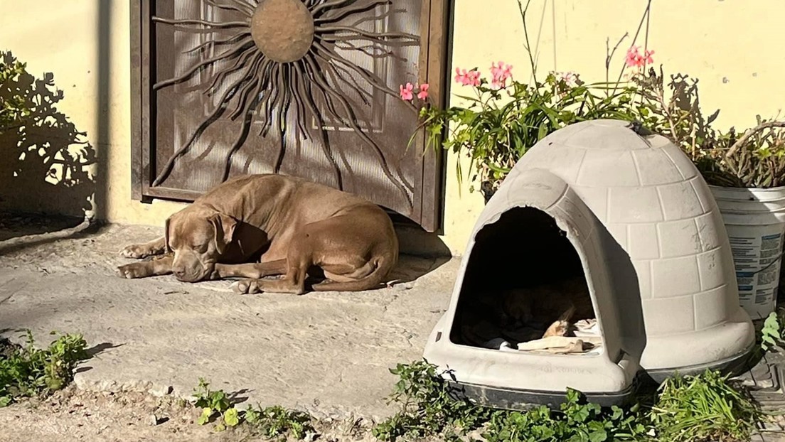 Emotivas imágenes del perro de la periodista mexicana asesinada esperando a su dueña