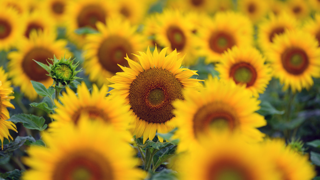 Europa podría quedarse sin aceite de girasol debido a la actual situación en Ucrania