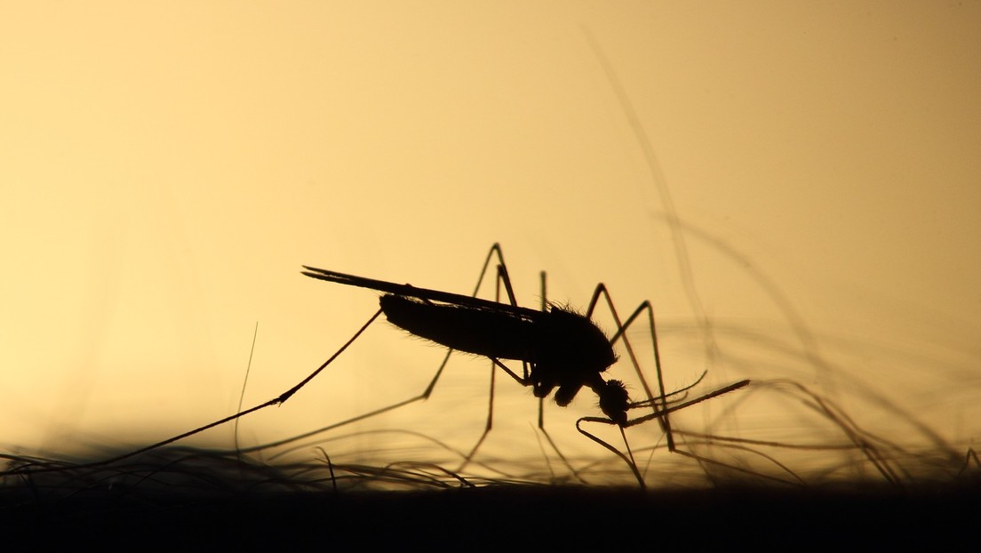 El zika y el dengue mutan muy rápido, advierten los científicos