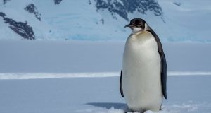Advierten que los pingüinos emperador corren el riesgo de extinguirse en los próximos 30-40 años