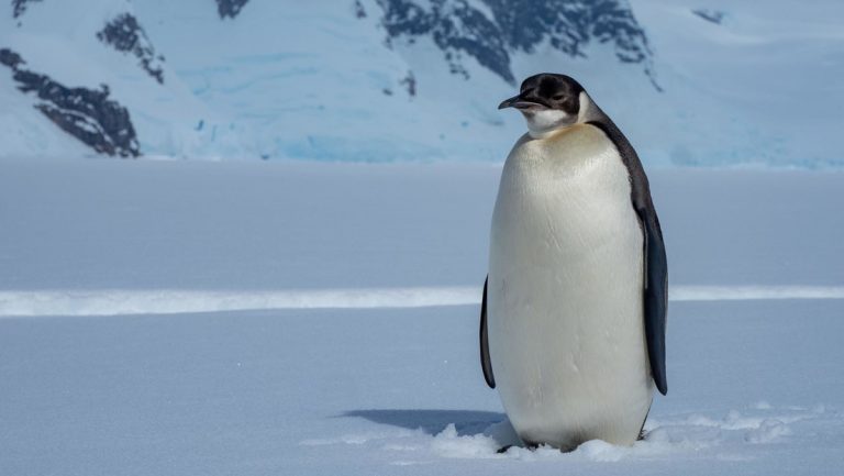 Advierten que los pingüinos emperador corren el riesgo de extinguirse en los próximos 30-40 años
