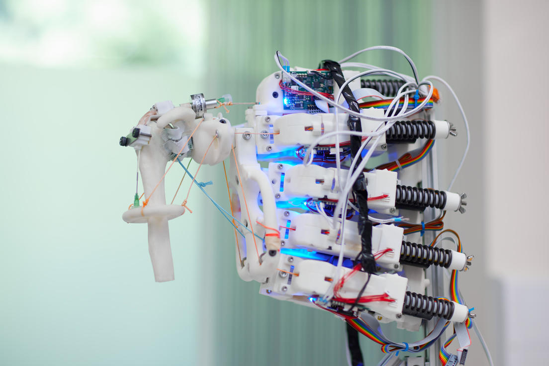Cultivan con éxito tejidos humanos en esqueletos robóticos en movimiento