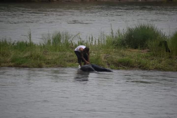 Locutor leonés muere ahogado intentando cruzar el Río Bravo