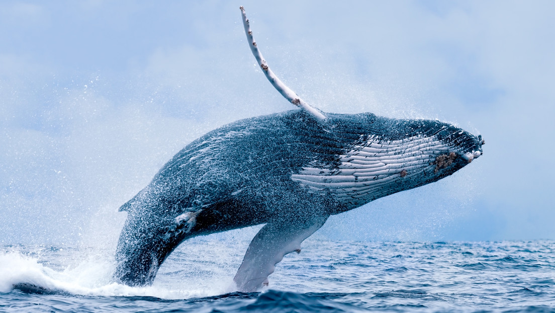 Ballena aplasta yate de turistas por invadir área por el que transitan
