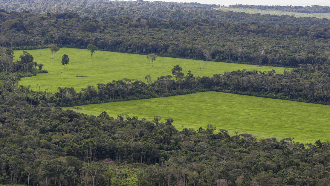 Amazonía brasileña perdió más de 1.000 kilómetros cuadrados de árboles solo en abril