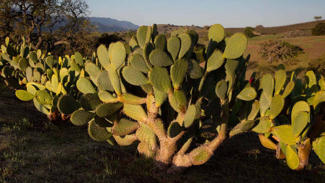 Los cactus por su alta concentración de agua actúan como una antena resonante
