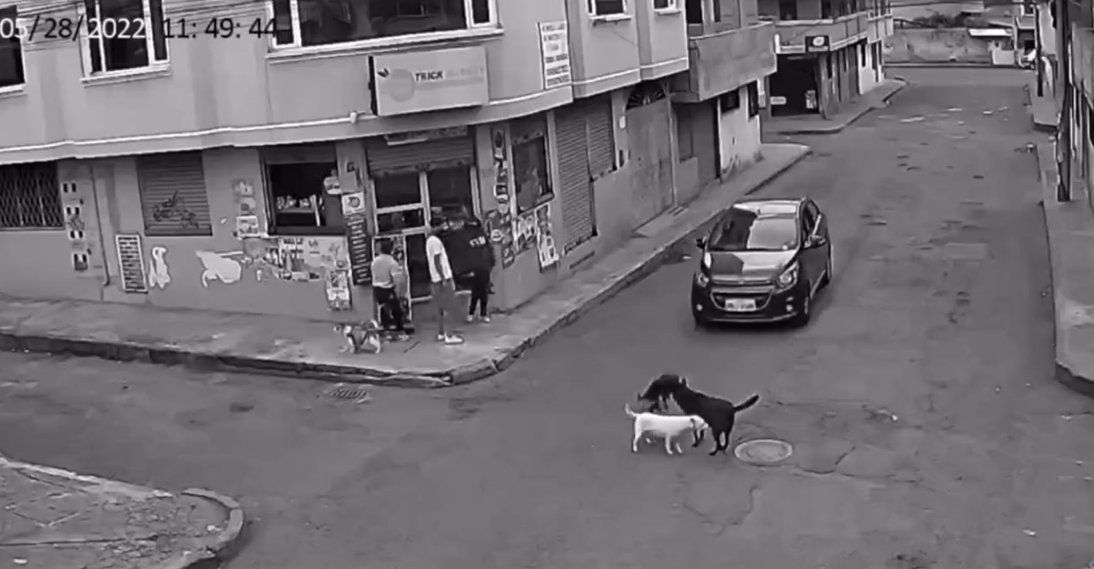 Ecuador: Conductor podría pagar una multa por atropellar deliberadamente a un perro