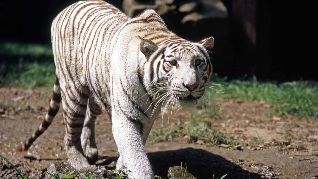 El cuidador de un tigre de Bengala murió este martes, días después de haber sido mordido en su brazo derecho, cuando alimentaba al animal en un zoológico privado del municipio de Peribán, estado de Michoacán, el pasado fin de semana. 