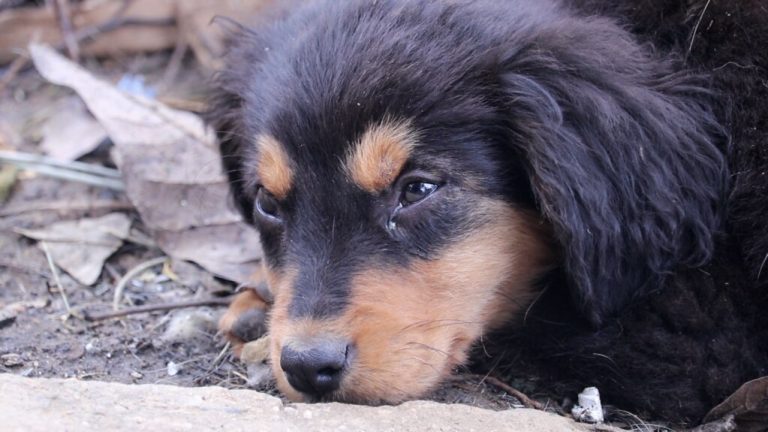 Refugio de animales agoniza en Venezuela