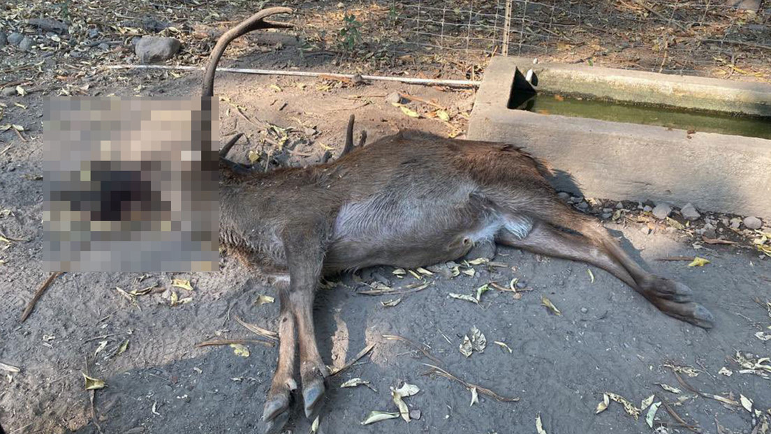 Una balacera deja dos animales muertos en un zoo en México
