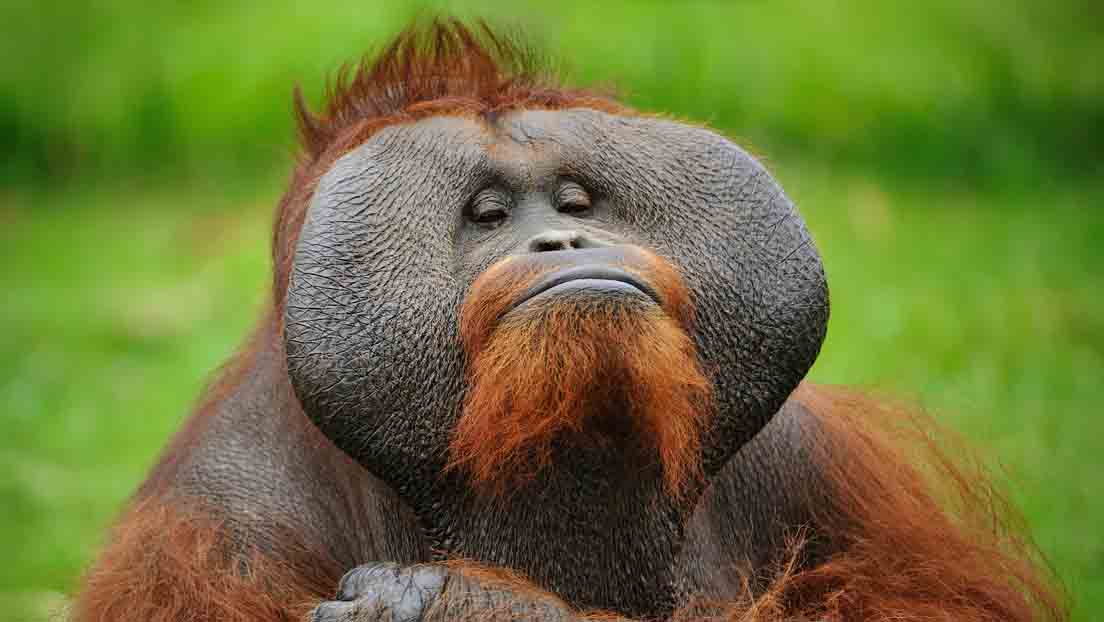 El ataque de un orangután muestra el peligro de la fuerza de estos simios