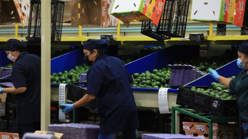 El estado mexicano de Jalisco exporta por primera vez aguacate a EE.UU.
