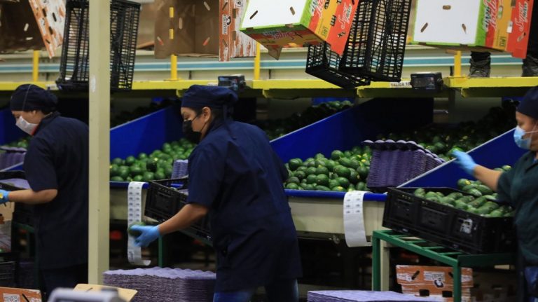 El estado mexicano de Jalisco exporta por primera vez aguacate a EE.UU.