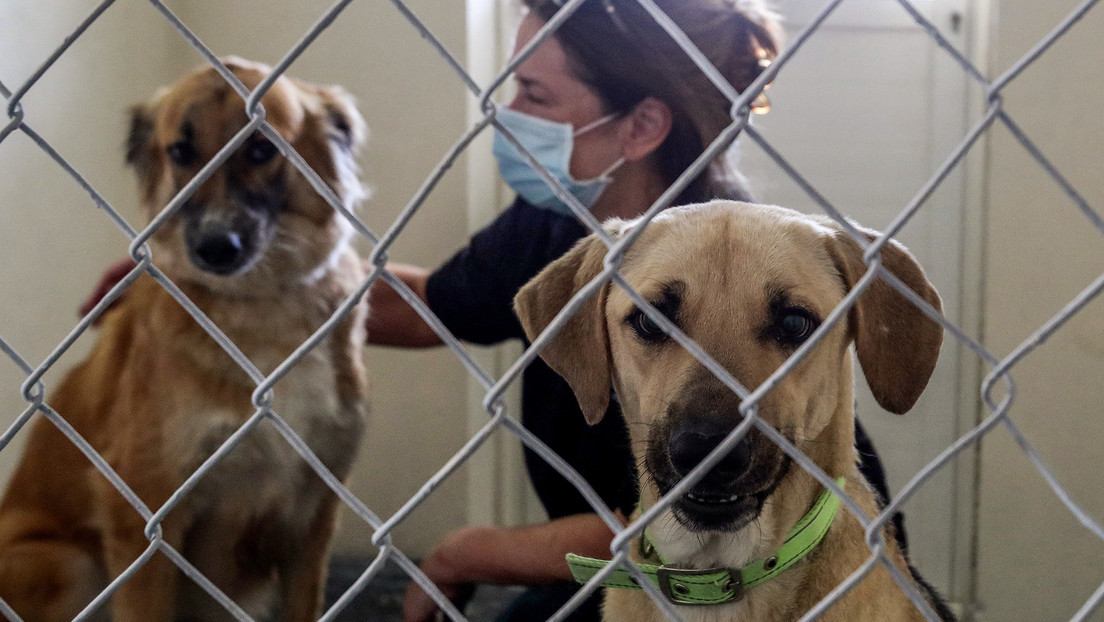 La matanza de 29 perros conmociona a Catar mientras el país se prepara para el Mundial