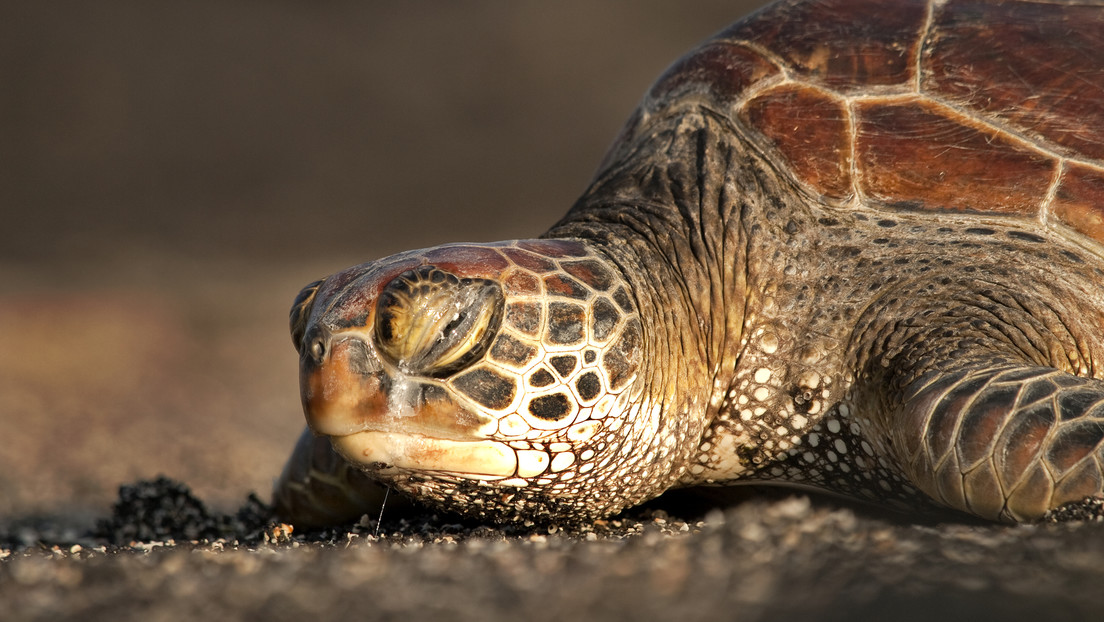 Más de 30 tortugas marinas de una especie amenazada son halladas apuñaladas en una playa japonesa