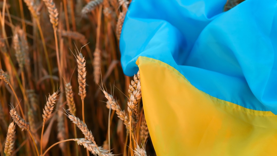 Reportan que Egipto canceló los contratos para el suministro de 240.000 toneladas de trigo ucraniano
