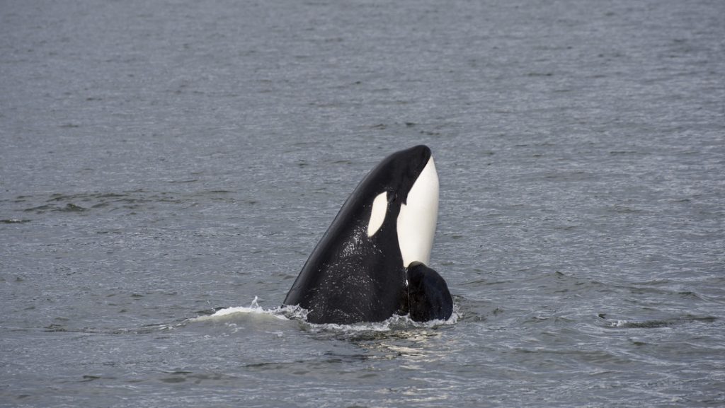 Un dron capta por primera vez a orcas depredando a un tiburón blanco