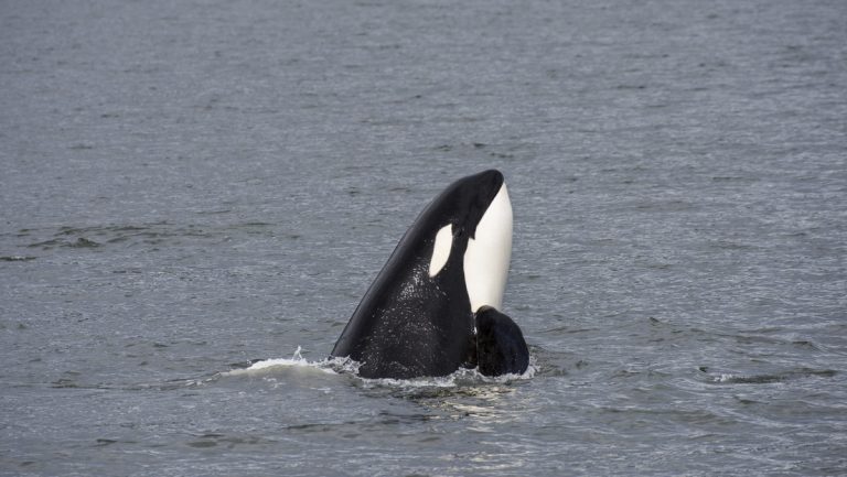 Un dron capta por primera vez a orcas depredando a un tiburón blanco