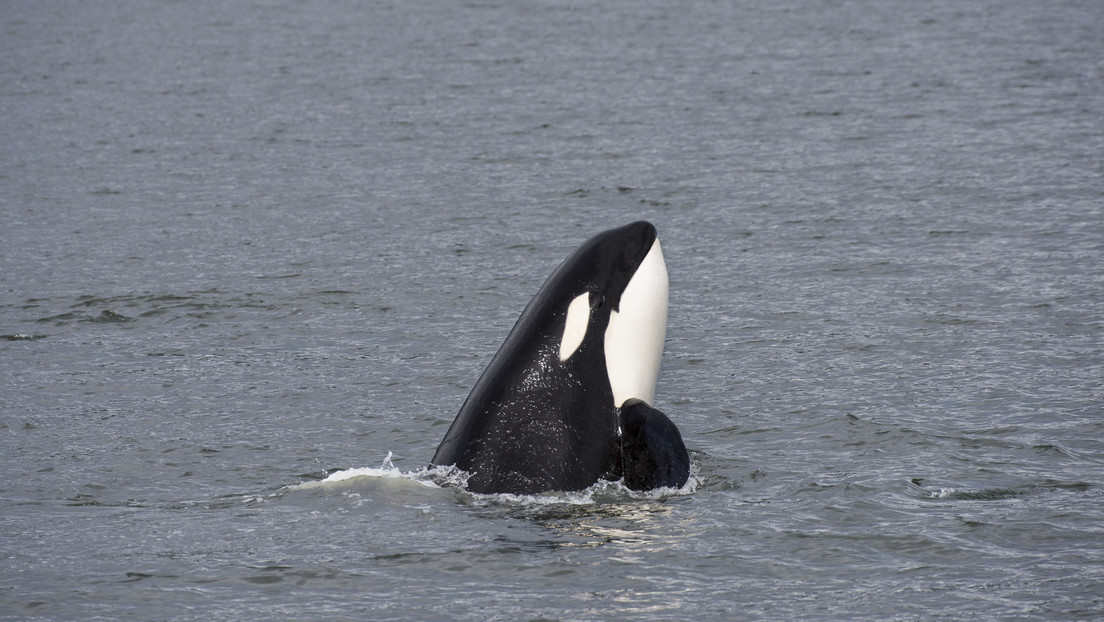 Un dron capta por primera vez a orcas depredando a un tiburón blanco