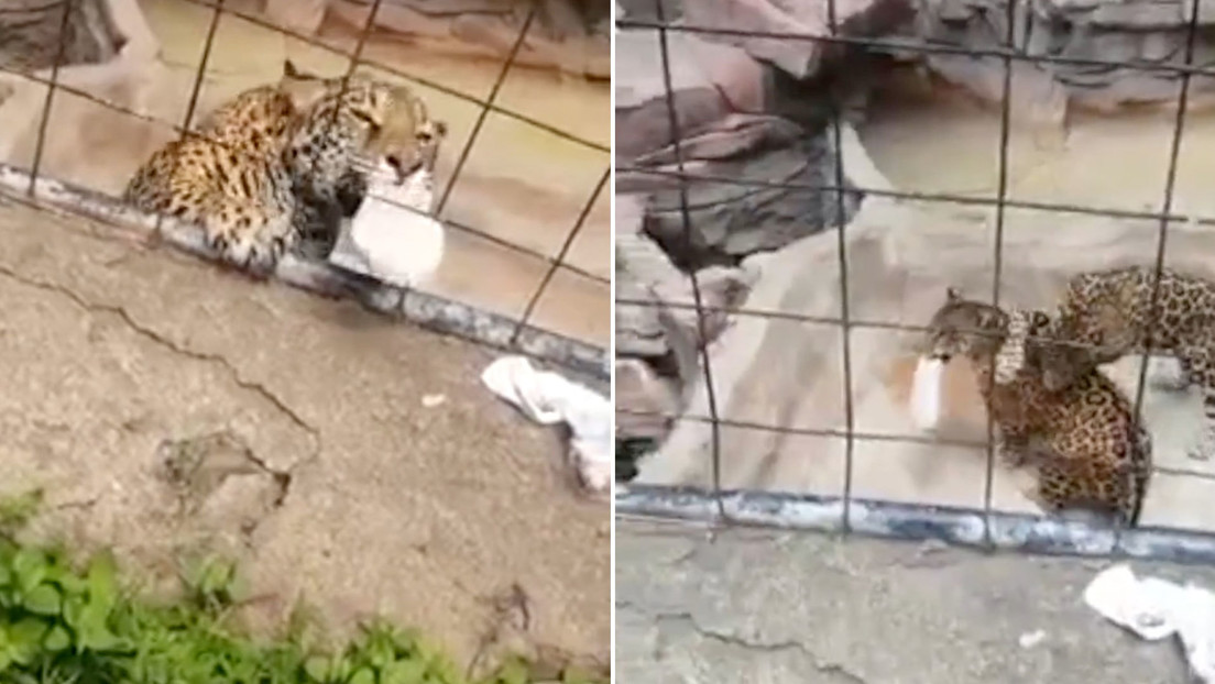 Un jaguar ataca a un adolescente en un zoológico de México
