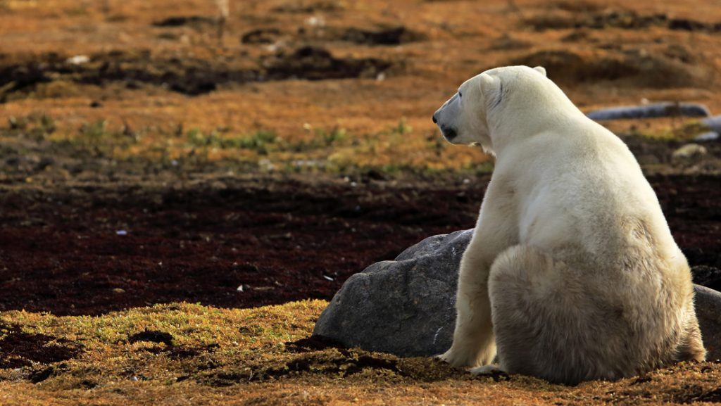 Un oso polar con una lata atorada en su boca busca ayuda en un pueblo del Ártico ruso