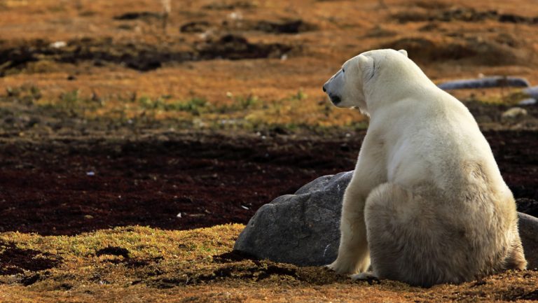 Un oso polar con una lata atorada en su boca busca ayuda en un pueblo del Ártico ruso
