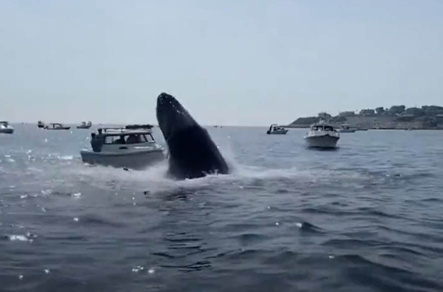 Una ballena jorobada se abalanza sobre una pequeña embarcación en las costas de Massachusetts