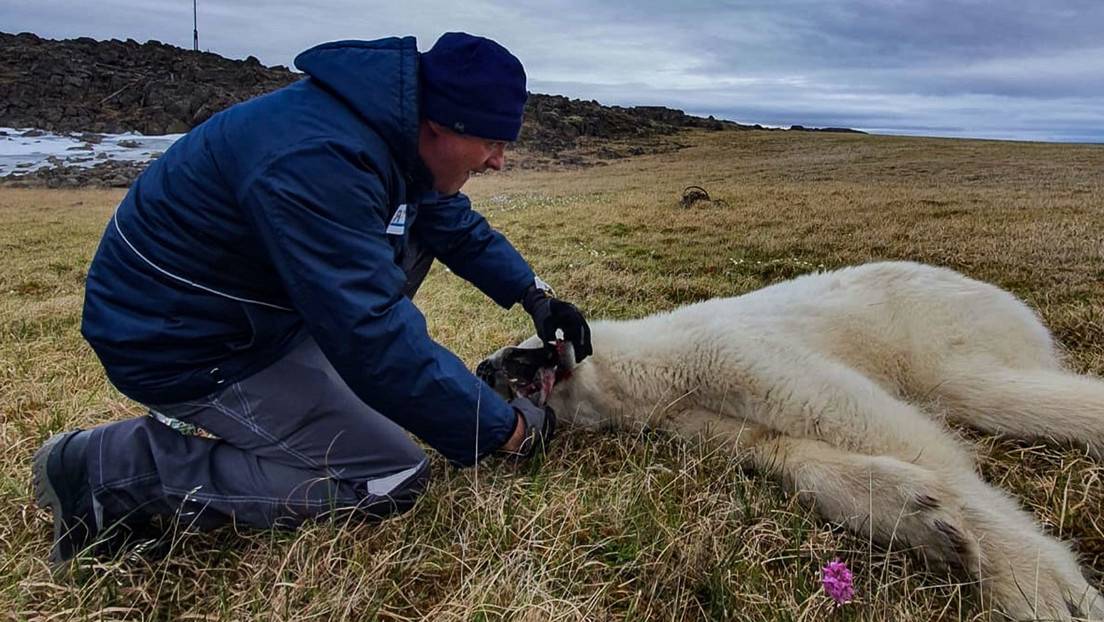 Veterinarios salvan a la osa polar que tenía una lata atorada en la boca