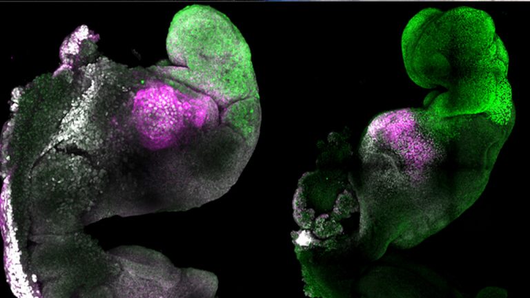 Crean el primer embrión 'sintético' con cerebro y corazón que late