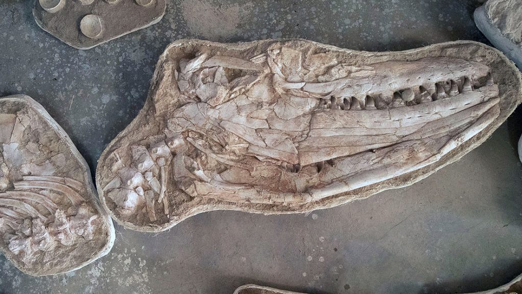 Descubren fósiles de una nueva especie de los dinosaurios