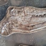 Descubren fósiles de una nueva especie de los dinosaurios