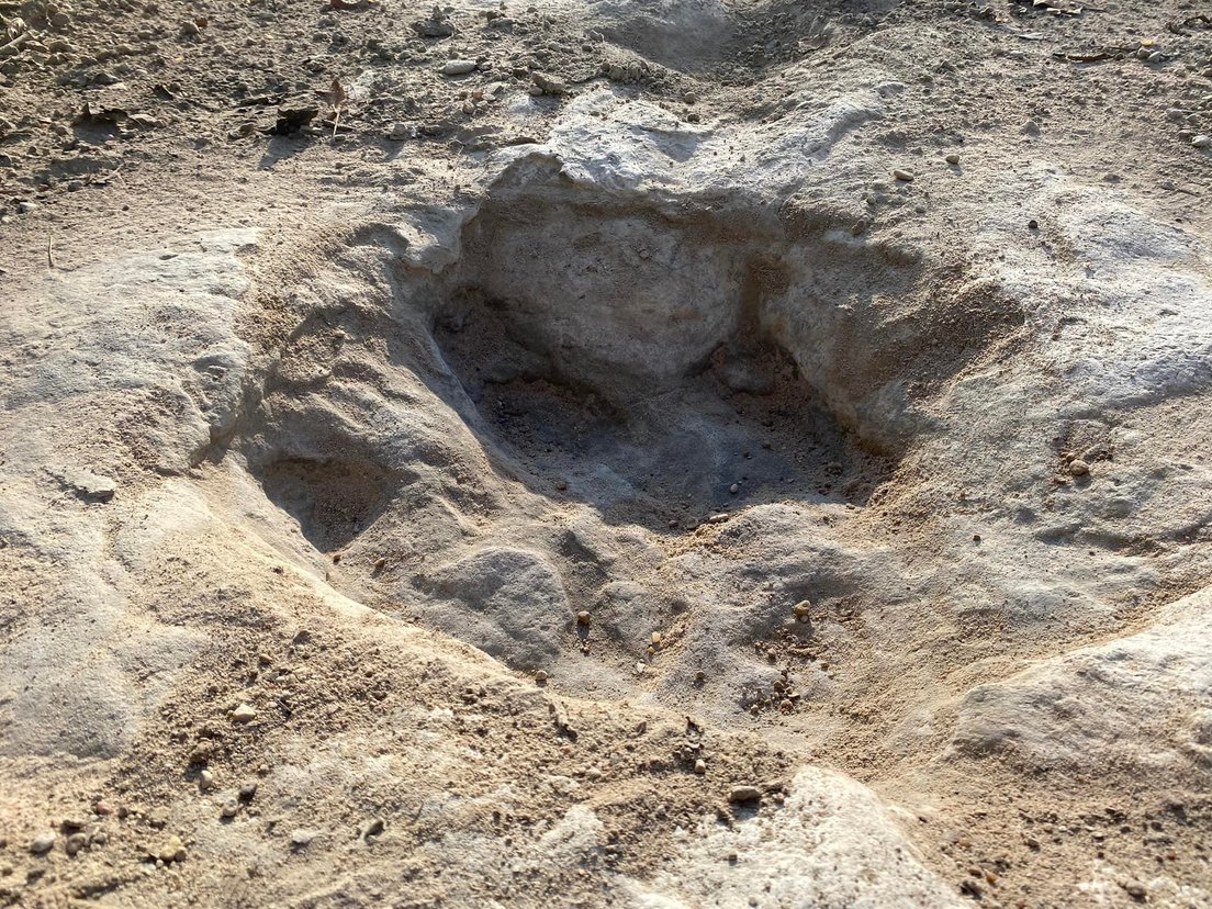 Descubren grandes huellas de dinosaurios en un río afectado por la sequía Descubren grandes huellas de dinosaurios en un río afectado por la sequía