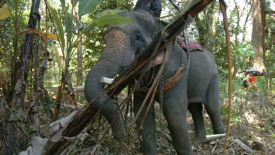 Elefante parte por la mitad a su adiestrador Elefante parte por la mitad a su adiestrador después de que el calor extremo lo "volviera loco"