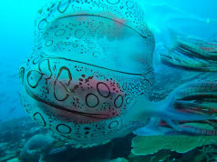 Filman a una rara medusa en las costas de Papúa Nueva Guinea que podría constituir una especie desconocida hasta la fecha