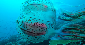 Filman a una rara medusa en las costas de Papúa Nueva Guinea que podría constituir una especie desconocida hasta la fecha