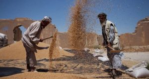 ONU: Los precios mundiales de los alimentos básicos disminuyeron en julio