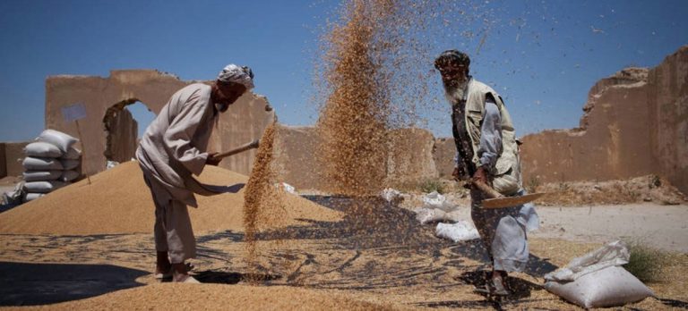 ONU: Los precios mundiales de los alimentos básicos disminuyeron en julio