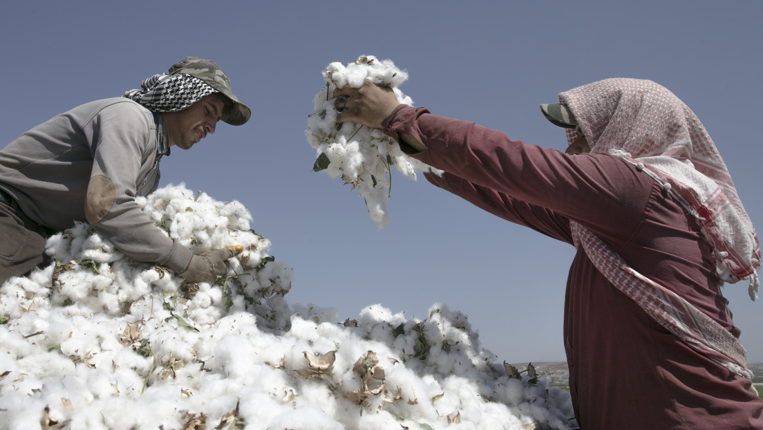 Se disparan los precios de algodón por el calor extremo en varias regiones del mundo Se disparan los precios de algodón por el calor extremo en varias regiones del mundo