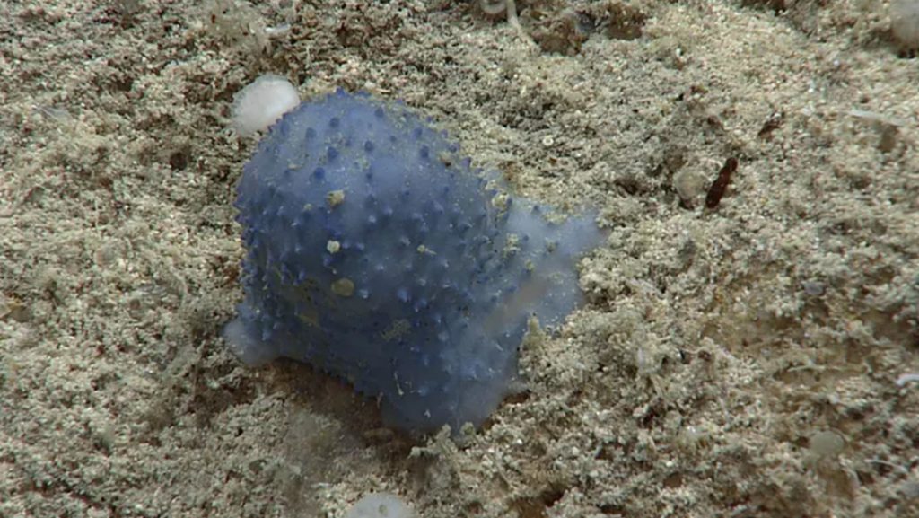 Científicos hallan una "extraña" criatura azul en las profundidades del Caribe