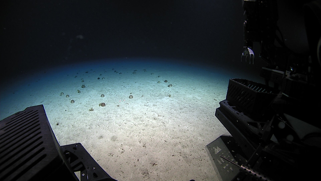 Científicos hallan una "extraña" criatura azul en las profundidades del Caribe