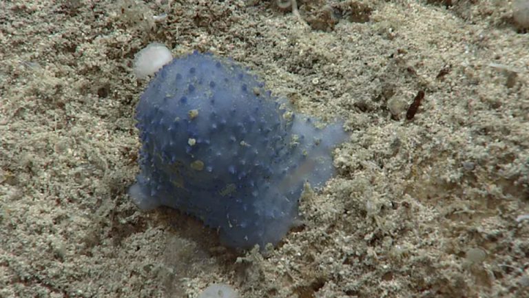 Científicos hallan una "extraña" criatura azul en las profundidades del Caribe