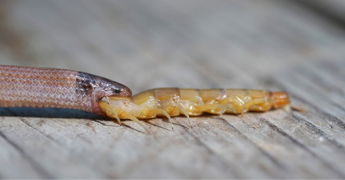 Encuentran a la serpiente más rara de Norteamérica muerta al atragantársele un ciempiés gigante