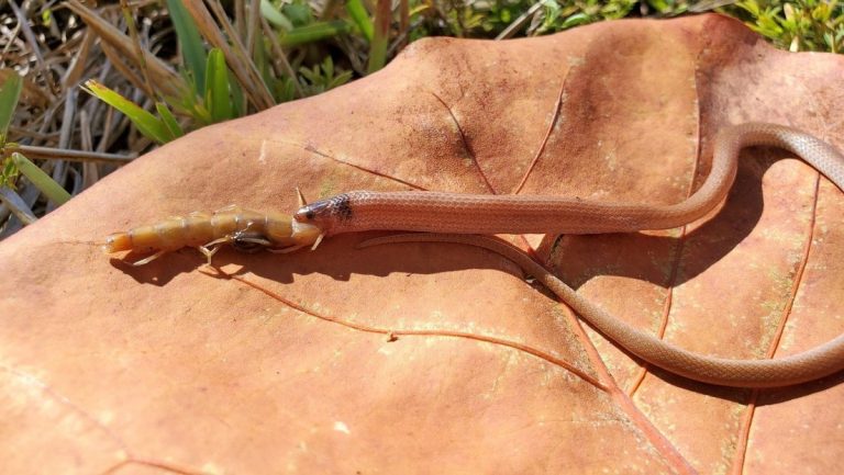 Encuentran a la serpiente más rara de Norteamérica muerta al atragantársele un ciempiés gigante