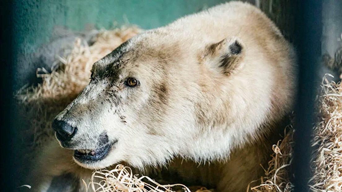 Un oso polar no volverá a caminar luego de recibir múltiples heridas de bala en un pueblo del Ártico ruso