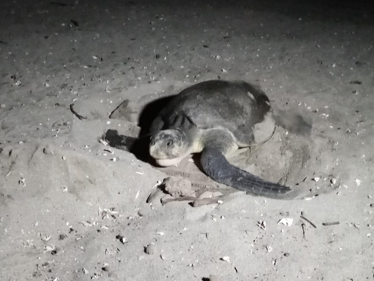 Comenzó anidación de más de 15 mil tortugas en refugios La Flor y Chacocente