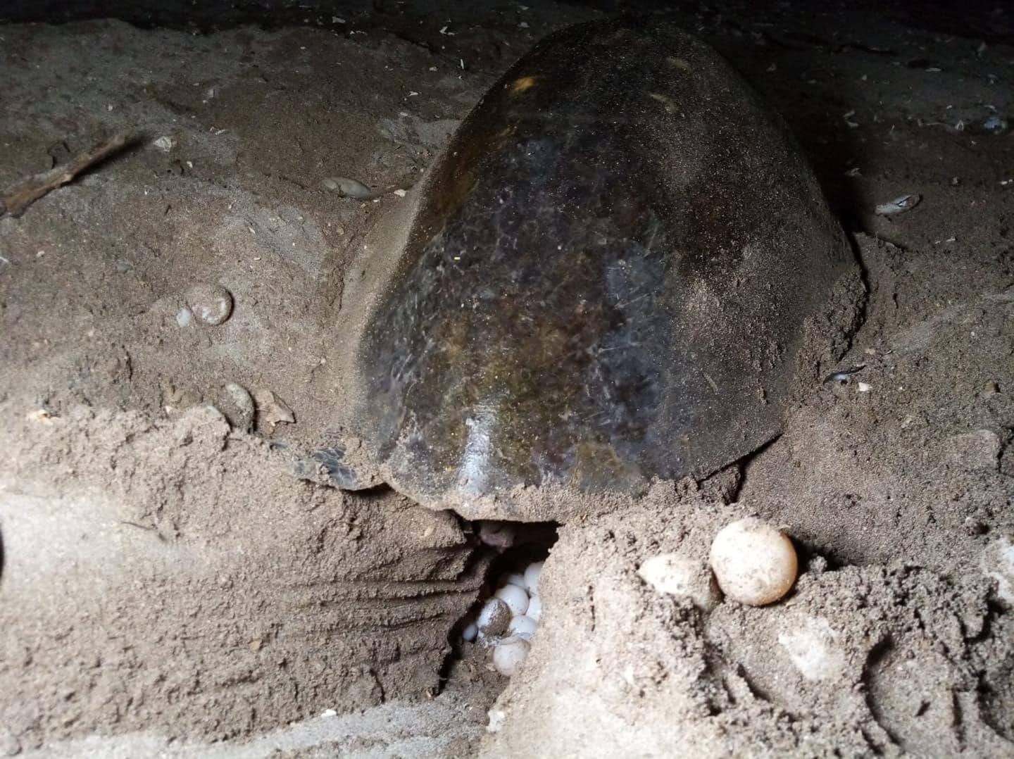 Comenzó anidación de más de 15 mil tortugas en refugios La Flor y Chacocente